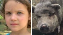 Vecinos aseguran que el cerdo se había escapado anteriormente y mordido a otras personas.