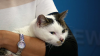 Scalded Cat Seen in Disturbing Video Finds New Home