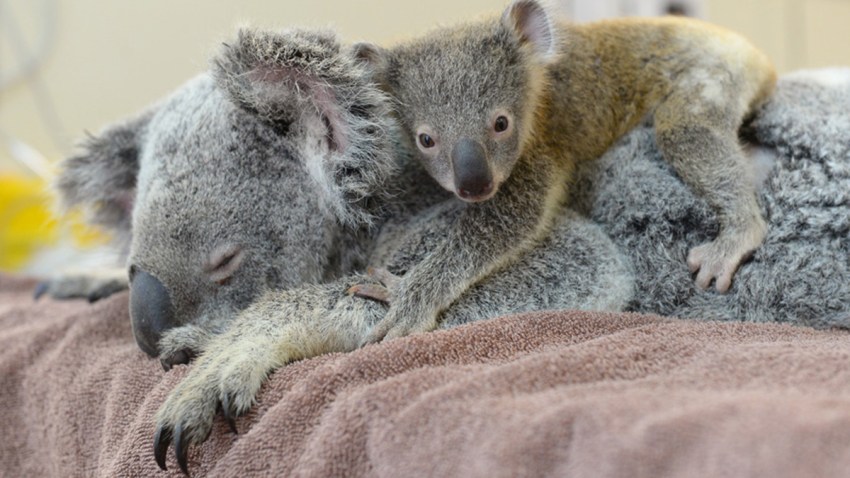 Koala-Lizzy-con-bebe-Joey-The-Phantom-zoo-Australia-Hospital-01