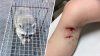 Tierno pero peligroso: mapache ataca y hiere de gravedad a niño
