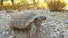 La tortuga Mojave Max salió de su madriguera anunciando el calor primaveral