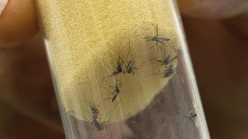 TLMD-mosquito-zancudo-EFE-11501266w