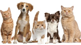 TLMD-perros-y-gatos-shutterstock_91233284-1