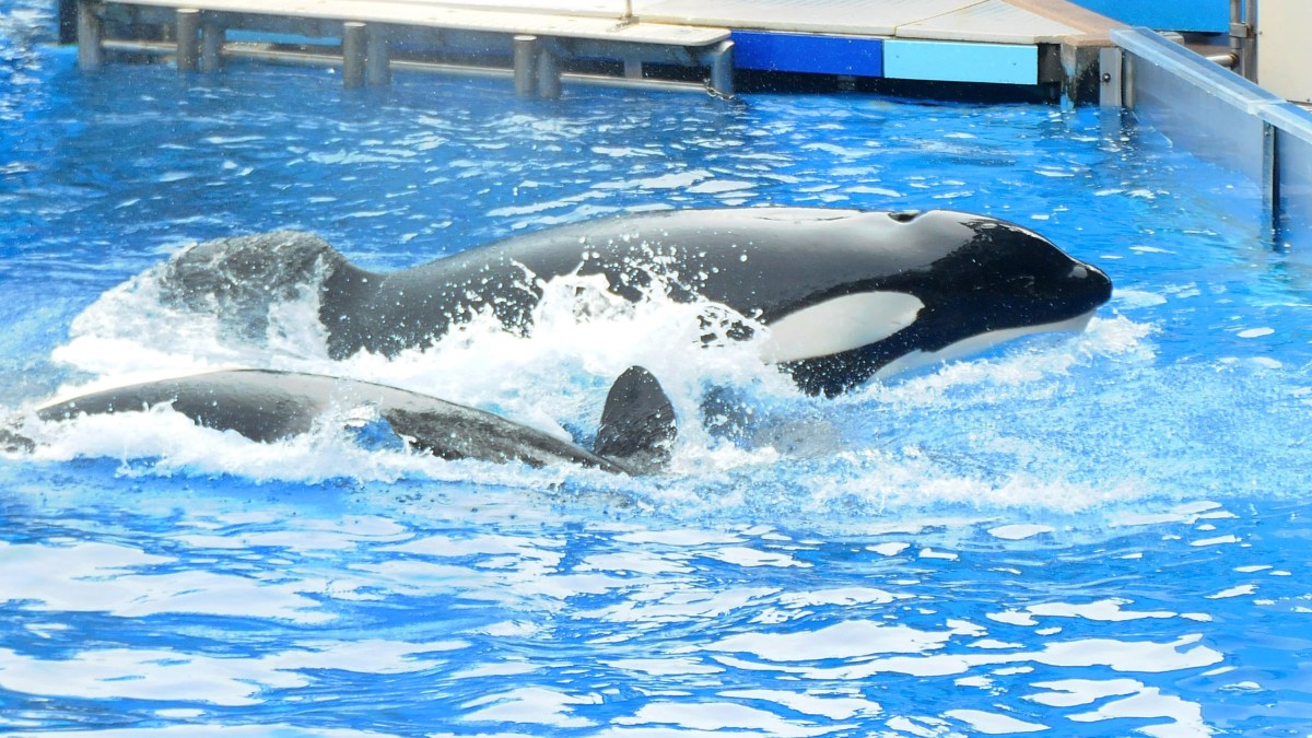 Orca Se Come A Su Entrenadora