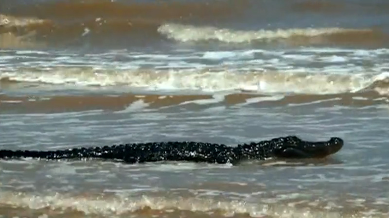 caiman-playa-texas