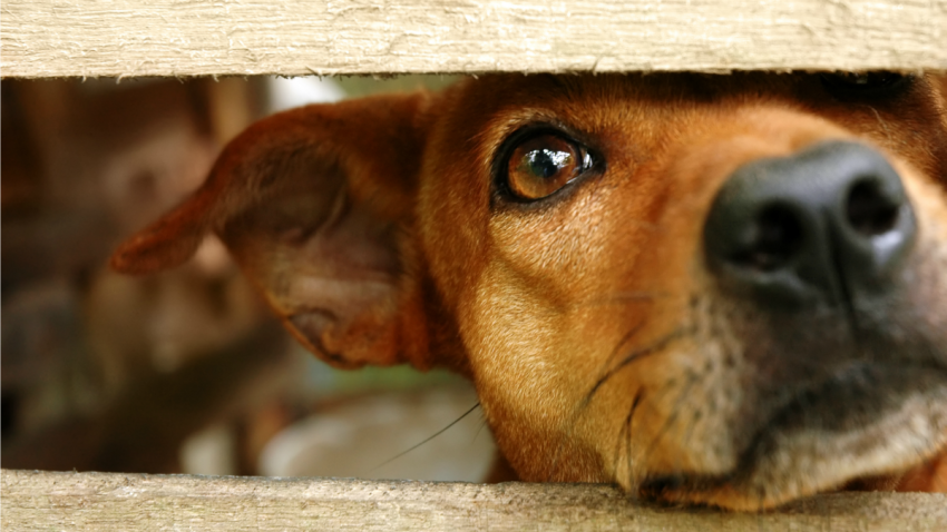 dog in fence 10112015