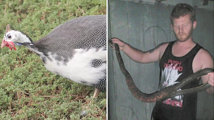 gallina-de-guinea-serpiente