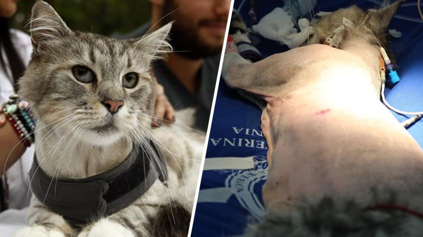 Realizan en Colombia un implante de marcapasos a un gato