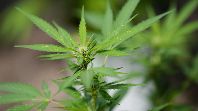 marihuana medicinal adelante