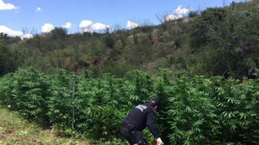 marihuana-plantios-chihuahua