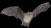 ¡Cuidado con los murciélagos! Confirman dos casos de rabia en Nevada