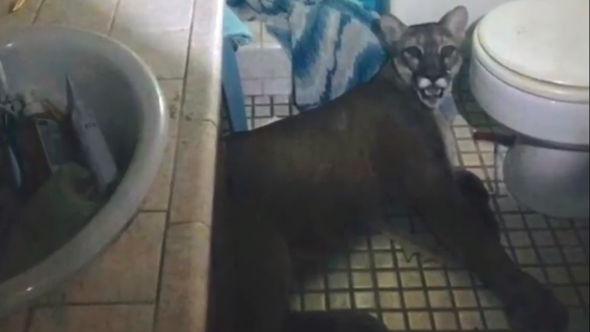 puma