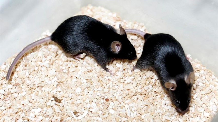 ratas-sindrome-envejecimiento-prematuro
