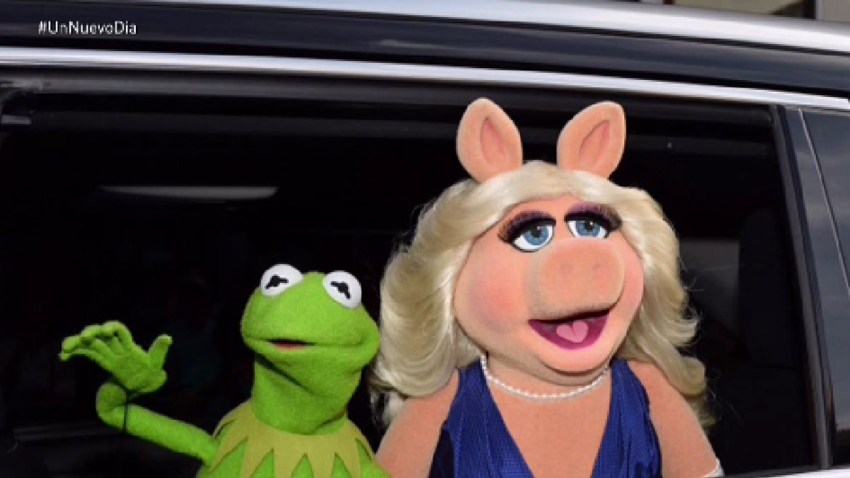 rene-piggy-separacion