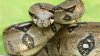 Increíble: matan de un tiro a serpiente de 15 pies cuando estrangulaba a un hombre