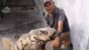 Viral: cubano tiene una hiena como mascota