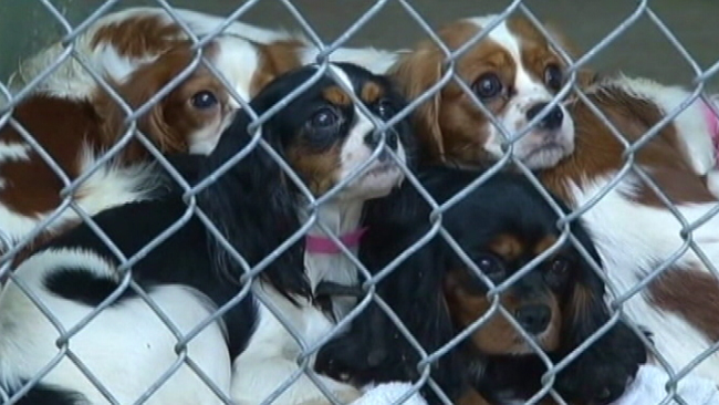 tlmd_02_perros_abandonados_en_texas