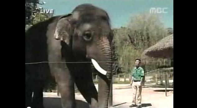 tlmd_110212_elefante_hablabmp_bim