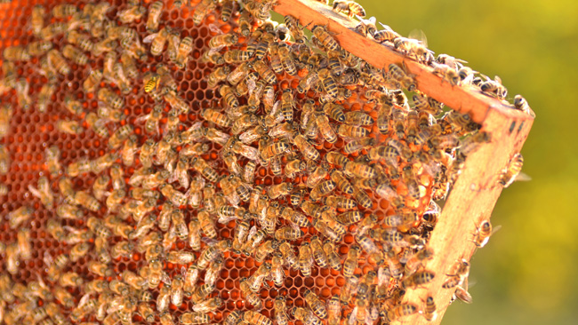 tlmd_1_bees1