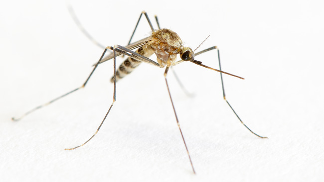 tlmd_1_mosquito2