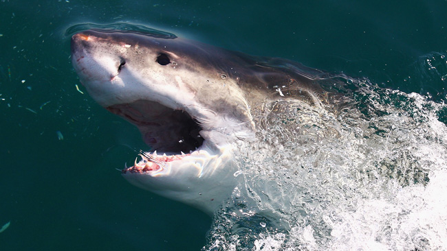 tlmd_animales_mortiferos_tiburon_blanco