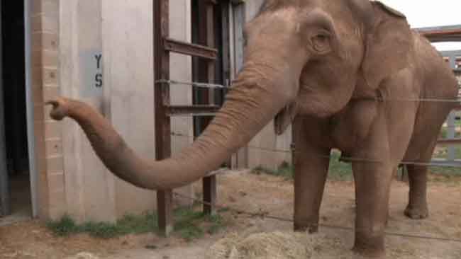 tlmd_elefante
