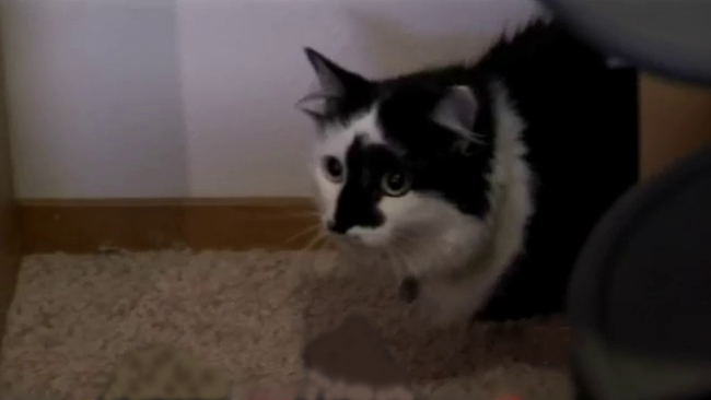 tlmd_gato_violento_ok