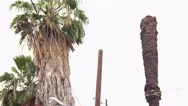 tlmd_hispano_muere_aplastado_por_palmera