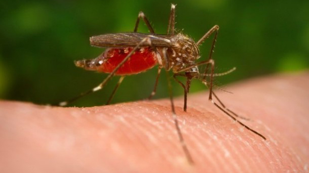 tlmd_mosquitovirusdelnilo