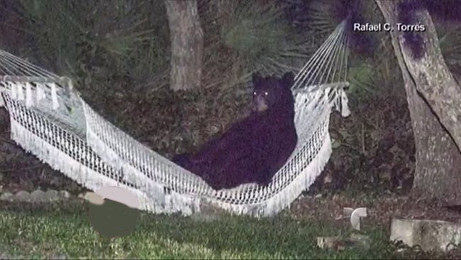 tlmd_oso_en_hamaca_florida