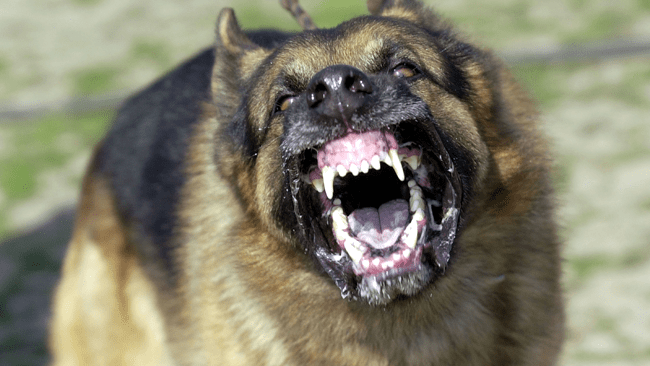 tlmd_perro_ladar_ataca_generico