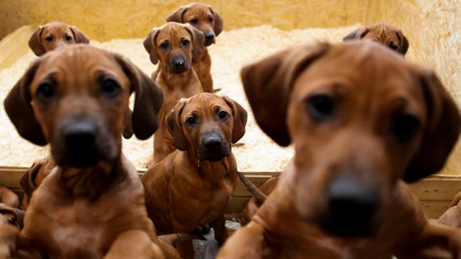 tlmd_perros