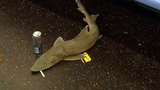 tlmd_subwaysharkinstagramst