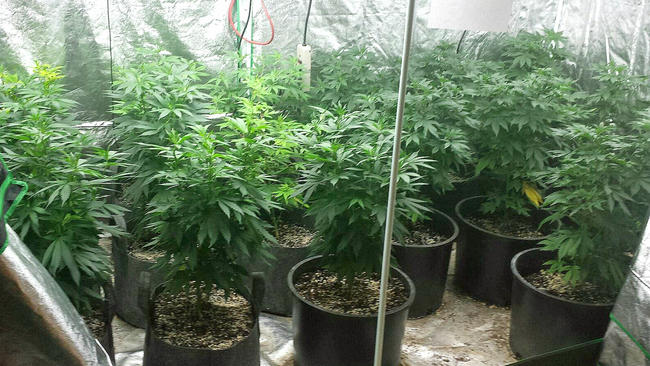 tlmd_vermont_marihuana_casa_incendio