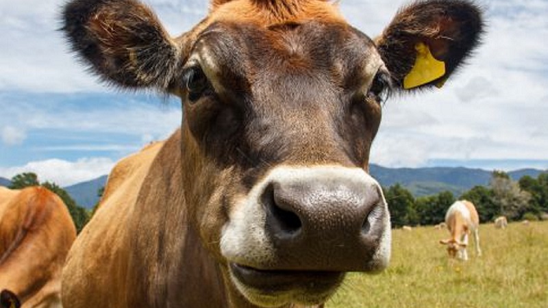 Reporte: adultos creen que leche de chocolate viene de vacas color café ...