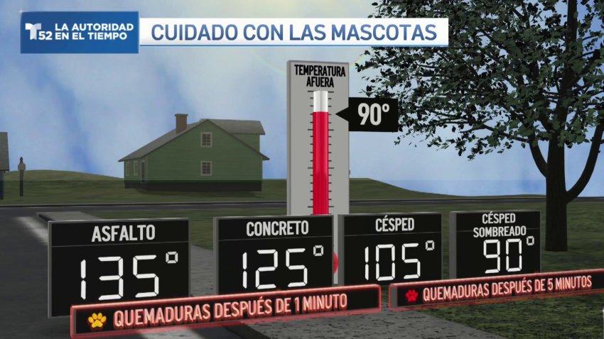 Cuidado con las mascotas durante las altas temperaturas
