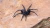 Mata en 15 minutos: reaparece una de las arañas más venenosas del mundo