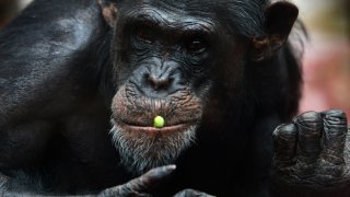 chimpanzee