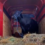 barney the bull
