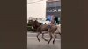 Video: a toda velocidad, burro escapa de restaurante donde iban a cocinarlo