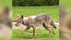 Coyote ataca y deja gravemente herido a un niño en Texas