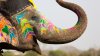 Artes de elefante: exposición sobre la concienciación de este animal llega a Las Vegas