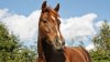 Ofrecen $5,000 de recompensa para encontrar al asesino de 4 caballos en Las Vegas