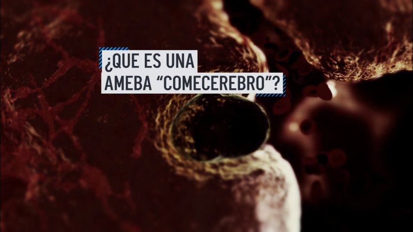 ¿Qué es una ameba “comecerebro”?
