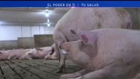 Científicos reaniman células muertas en cerdos, un avance potencial para los trasplantes de órganos