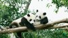 Dale Play: zoo abre las puertas para conocer a los cachorros gemelos “Kung fu Panda”