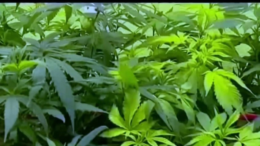 Duro golpe contra las tiendas de marihuana sin licencia en NY