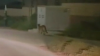 Imágenes: capturan a puma que rondaba por zona residencial al noroeste de Las Vegas