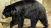 Cuidador de zoológico resulta herido tras ser atacado por oso