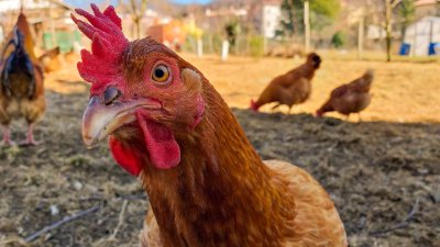 Condado Clark permite la crianza de gallinas en zonas residenciales